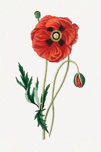 Vintage medicinal red poppy psd plant sketch