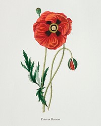 Common poppy (Papaver rhoeas) illustration from Medical Botany (1836) by <a href="https://www.rawpixel.com/search/John%20Stephenson?&amp;page=1">John Stephenson</a> and <a href="https://www.rawpixel.com/search/James%20Morss%20Churchill?&amp;page=1">James Morss Churchill</a>.