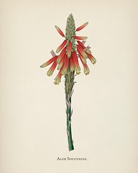 Aloe socotrina illustration from Medical Botany (1836) by <a href="https://www.rawpixel.com/search/John%20Stephenson?&amp;page=1">John Stephenson</a> and <a href="https://www.rawpixel.com/search/James%20Morss%20Churchill?&amp;page=1">James Morss Churchill</a>.