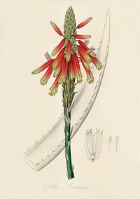 Aloe socotrina illustration. Digitally enhanced from our own book, Medical Botany (1836) by John Stephenson and James Morss Churchill.
