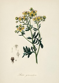 Rue (Ruta graveolens) illustration. Digitally enhanced from our own book, Medical Botany (1836) by John Stephenson and James Morss Churchill.