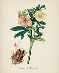 Hellebore (Helleborus orientalis) illustration from Medical Botany (1836) by <a href="https://www.rawpixel.com/search/John%20Stephenson?&amp;page=1">John Stephenson</a> and <a href="https://www.rawpixel.com/search/James%20Morss%20Churchill?&amp;page=1">James Morss Churchill</a>.