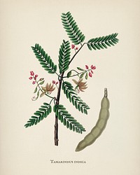 Tamarind (Tamarindus indica) illustration from Medical Botany (1836) by <a href="https://www.rawpixel.com/search/John%20Stephenson?&amp;page=1">John Stephenson</a> and <a href="https://www.rawpixel.com/search/James%20Morss%20Churchill?&amp;page=1">James Morss Churchill</a>.