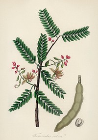 Tamarind (Tamarindus indica) illustration. Digitally enhanced from our own book, Medical Botany (1836) by John Stephenson and James Morss Churchill.