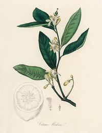 Citron (Citrus medica) illustration. Digitally enhanced from our own book, Medical Botany (1836) by John Stephenson and James Morss Churchill.