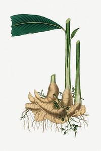 Psd botanical cardamom medicinal plant sketch