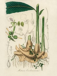 True cardamom (Matonia cardamomun) illustration. Digitally enhanced from our own book, Medical Botany (1836) by John Stephenson and James Morss Churchill.