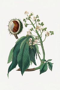 Botanical psd horse chestnut plant vintage sketch