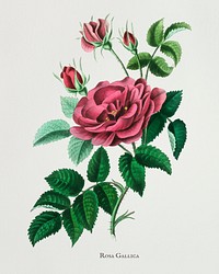 French rose (Rosa gallica) illustration from Medical Botany (1836) by <a href="https://www.rawpixel.com/search/John%20Stephenson?&amp;page=1">John Stephenson</a> and <a href="https://www.rawpixel.com/search/James%20Morss%20Churchill?&amp;page=1">James Morss Churchill</a>.
