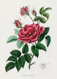 French rose (Rosa gallica) illustration. Digitally enhanced from our own book, Medical Botany (1836) by John Stephenson and James Morss Churchill.