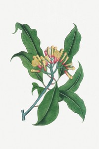 Botanical psd cloves plant vintage sketch