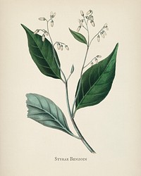 Gum benjamin tree (Styrax benzoin illustration from Medical Botany (1836) by John Stephenson and James Morss Churchill.