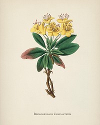 Gum benjamin tree (Rhododendron chrysanthum) illustration from Medical Botany (1836) by <a href="https://www.rawpixel.com/search/John%20Stephenson?&amp;page=1">John Stephenson</a> and <a href="https://www.rawpixel.com/search/James%20Morss%20Churchill?&amp;page=1">James Morss Churchill</a>.
