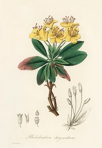 Gum benjamin tree (Rhododendron chrysanthum) illustration. Digitally enhanced from our own book, Medical Botany (1836) by John Stephenson and James Morss Churchill.