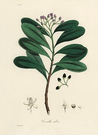 Cinnamon bark (Canella alba) illustration. Digitally enhanced from our own book, Medical Botany (1836) by John Stephenson and James Morss Churchill.