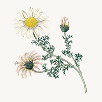 Daisy medicinal psd botany vintage illustration