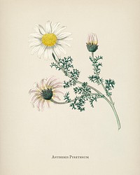 Mount Atlas daisy (Anthemis pyrethrum) illustration from Medical Botany (1836) by John Stephenson and James Morss Churchill.