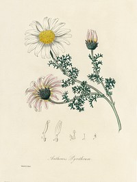 Mount Atlas daisy (Anthemis pyrethrum) illustration. Digitally enhanced from our own book, Medical Botany (1836) by John Stephenson and James Morss Churchill.