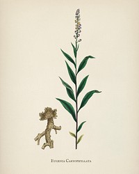 Cloves (Eugenia caryophyllata) illustration from Medical Botany (1836) by John Stephenson and James Morss Churchill.