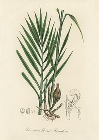 Amomum (Amomum granum) paradisi illustration. Digitally enhanced from our own book, Medical Botany (1836) by John Stephenson and James Morss Churchill.