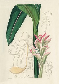 White turmeric (Curcuma zedoaria) illustration. Digitally enhanced from our own book, Medical Botany (1836) by John Stephenson and James Morss Churchill.
