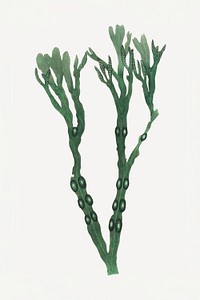 Botanical bladder wrack psd vintage plant sketch