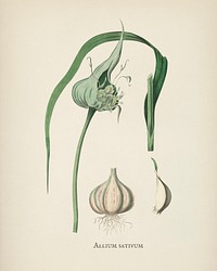 Garlic (Allium sativum) illustration from Medical Botany (1836) by <a href="https://www.rawpixel.com/search/John%20Stephenson?&amp;page=1">John Stephenson</a> and <a href="https://www.rawpixel.com/search/James%20Morss%20Churchill?&amp;page=1">James Morss Churchill</a>.