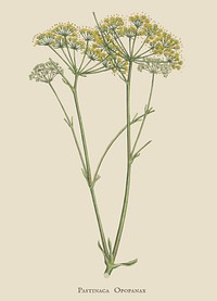 Opobalsam (Pastinaca opopanax) illustration from Medical Botany (1836) by <a href="https://www.rawpixel.com/search/John%20Stephenson?&amp;page=1">John Stephenson</a> and <a href="https://www.rawpixel.com/search/James%20Morss%20Churchill?&amp;page=1">James Morss Churchill</a>.