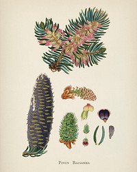 Balsam (Pinus balsamea) illustration from Medical Botany (1836) by <a href="https://www.rawpixel.com/search/John%20Stephenson?&amp;page=1">John Stephenson</a> and <a href="https://www.rawpixel.com/search/James%20Morss%20Churchill?&amp;page=1">James Morss Churchill</a>.