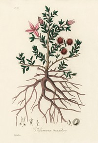 Rhatany (krameria triandrea) illustration. Digitally enhanced from our own book, Medical Botany (1836) by John Stephenson and James Morss Churchill.