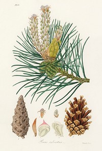 Scots pine (Pinus sylvestris) illustration. Digitally enhanced from our own book, Medical Botany (1836) by John Stephenson and James Morss Churchill.