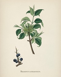 Buckthorn (Rhamnus catharticus) illustration from Medical Botany (1836) by <a href="https://www.rawpixel.com/search/John%20Stephenson?&amp;page=1">John Stephenson</a> and <a href="https://www.rawpixel.com/search/James%20Morss%20Churchill?&amp;page=1">James Morss Churchill</a>.