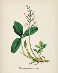 Bogbean (Menyanthes trifoliata) illustration from Medical Botany (1836) by <a href="https://www.rawpixel.com/search/John%20Stephenson?&amp;page=1">John Stephenson</a> and <a href="https://www.rawpixel.com/search/James%20Morss%20Churchill?&amp;page=1">James Morss Churchill</a>.