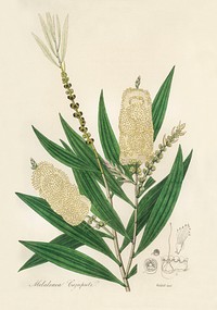 White samet (Melaleuca cajuputi) illustration. Digitally enhanced from our own book, Medical Botany (1836) by John Stephenson and James Morss Churchill.