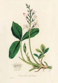 Bogbean (Menyanthes trifoliata) illustration. Digitally enhanced from our own book, Medical Botany (1836) by John Stephenson and James Morss Churchill.