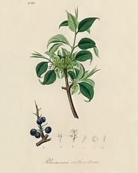 Buckthorn (Rhamnus catharticus) illustration. Digitally enhanced from our own book, Medical Botany (1836) by John Stephenson and James Morss Churchill.