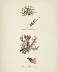 Iceland moss (Cetraria islandica) illustration from Medical Botany (1836) by <a href="https://www.rawpixel.com/search/John%20Stephenson?&amp;page=1">John Stephenson</a> and <a href="https://www.rawpixel.com/search/James%20Morss%20Churchill?&amp;page=1">James Morss Churchill</a>.