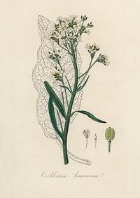 Horseradish (Cochlearia armoracia) illustration. Digitally enhanced from our own book, Medical Botany (1836) by John Stephenson and James Morss Churchill.