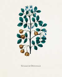 Guaiacwood (Guaiacum officinale( illustration from Medical Botany (1836) by <a href="https://www.rawpixel.com/search/John%20Stephenson?&amp;page=1">John Stephenson</a> and <a href="https://www.rawpixel.com/search/James%20Morss%20Churchill?&amp;page=1">James Morss Churchill</a>.
