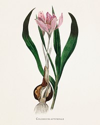 Autumn crocus (Colchicum autumnale) illustration from Medical Botany (1836) by John Stephenson and James Morss Churchill.
