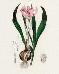Autumn crocus (Colchicum autumnale) illustration. Digitally enhanced from our own book, Medical Botany (1836) by John Stephenson and James Morss Churchill.