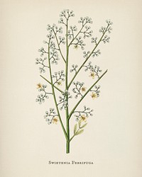 Mahogany (Swietenia febrifuga) illustration from Medical Botany (1836) by John Stephenson and James Morss Churchill.