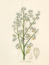 Mahogany (Swietenia febrifuga) illustration. Digitally enhanced from our own book, Medical Botany (1836) by John Stephenson and James Morss Churchill.