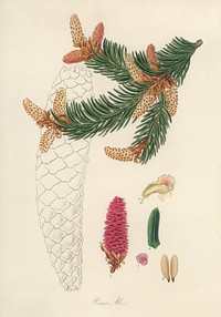 Norway spruce (Pinus Abies) illustration. Digitally enhanced from our own book, Medical Botany (1836) by John Stephenson and James Morss Churchill.
