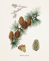 Linus larix illustration from Medical Botany (1836) by <a href="https://www.rawpixel.com/search/John%20Stephenson?&amp;page=1">John Stephenson</a> and <a href="https://www.rawpixel.com/search/James%20Morss%20Churchill?&amp;page=1">James Morss Churchill</a>.