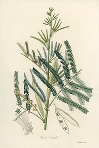 Mimosa catechu (Acacia catechu) illustration. Digitally enhanced from our own book, Medical Botany (1836) by John Stephenson and James Morss Churchill.