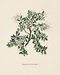 Bearberry (Arbutus uva ursi) illustration from Medical Botany (1836) by John Stephenson and James Morss Churchill.