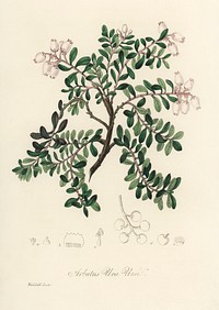 Bearberry (Arbutus uva ursi) illustration. Digitally enhanced from our own book, Medical Botany (1836) by John Stephenson and James Morss Churchill.