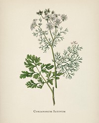 Coriander (Coriandrum sativum) illustration from Medical Botany (1836) by John Stephenson and James Morss Churchill.