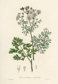 Coriander (Coriandrum sativum) illustration. Digitally enhanced from our own book, Medical Botany (1836) by John Stephenson and James Morss Churchill.